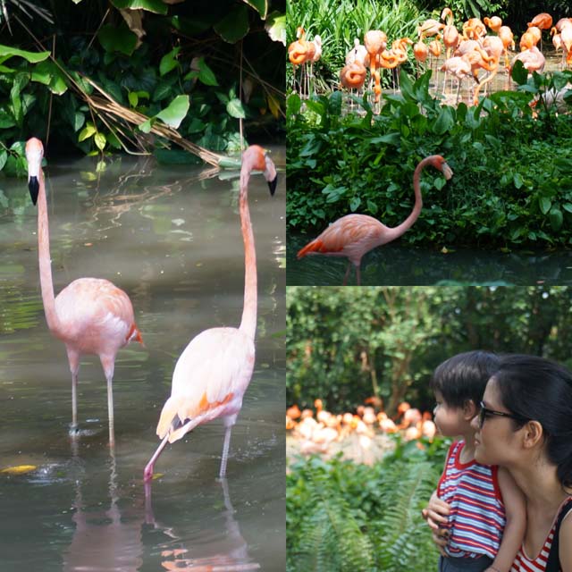 Flamingo are monogamous birds, they lay a single egg a year- like Bubba to Mama just us BubbaMama