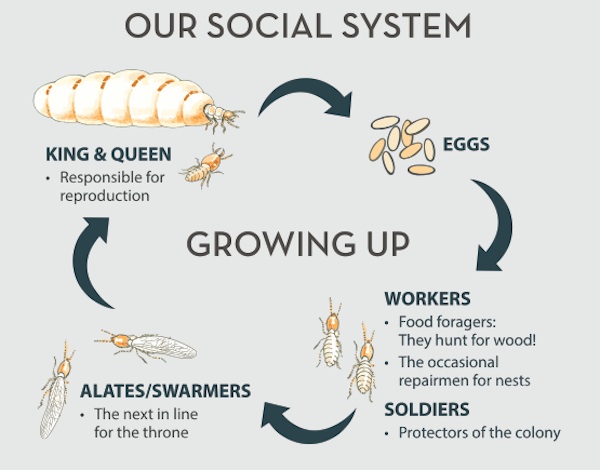 Termites' Social System