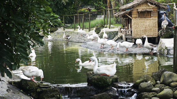 Floating Market Lembang geese