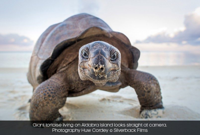 giant tortoise featured in A Perfect Planet