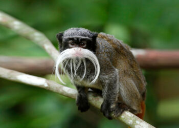 Zoo Explained! - Emperor Tamarin