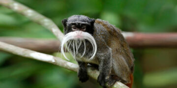 Zoo Explained! - Emperor Tamarin