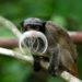 Zoo Explained! - Emperor Tamarin